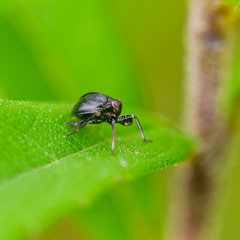 Phylloscelis atra