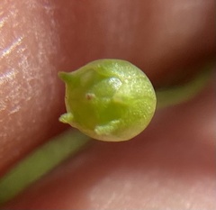 Agalinis skinneriana