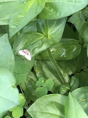 Xanthorhoe lacustrata