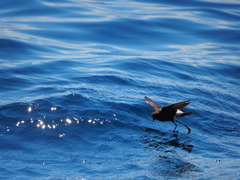 Oceanites oceanicus