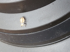 Metaphidippus chera