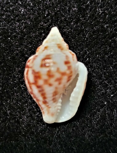 Merchant Dove Shell