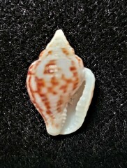 Columbella mercatoria