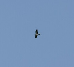 Elanoides forficatus