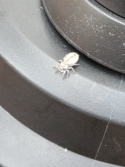 Metaphidippus chera