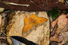 Myscelus amystis