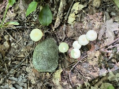 Marasmius delectans