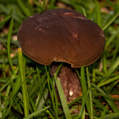 Tylopilus