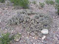 Grusonia