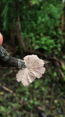 Schizophyllum