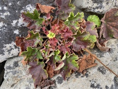 Heuchera micrantha