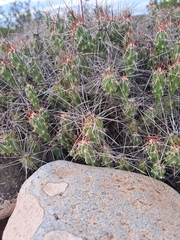 Grusonia