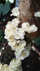 Favolus brasiliensis