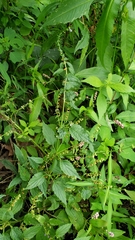 Scutellaria lateriflora