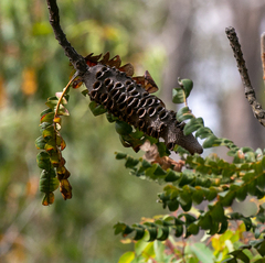 Banksia grandis