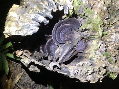 Nigroporus