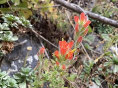 Castilleja mendocinensis