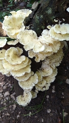 Favolus brasiliensis