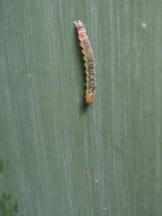 Nephrotoma ferruginea