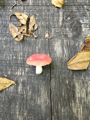 Russula pusilla