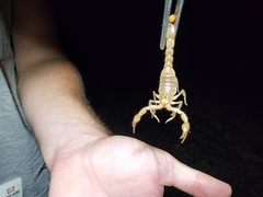 Paravaejovis spinigerus