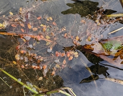 Potamogeton bicupulatus
