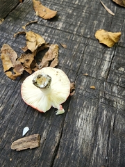 Russula pusilla