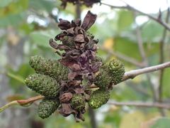Taphrina robinsoniana