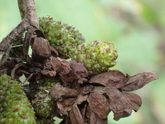 Taphrina robinsoniana