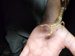 Paravaejovis spinigerus