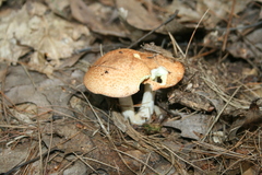 Suillus granulatus