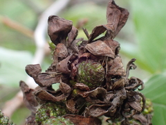 Taphrina robinsoniana