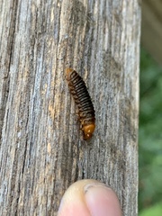 Monocesta coryli