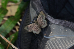 Staphylus ascalaphus