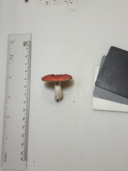 Russula pusilla