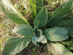 Verbascum thapsus