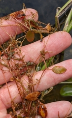 Potamogeton bicupulatus