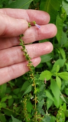 Scutellaria lateriflora