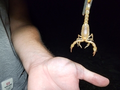 Paravaejovis spinigerus