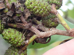 Taphrina robinsoniana