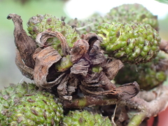 Taphrina robinsoniana
