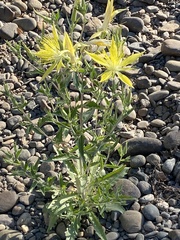 Mentzelia laevicaulis