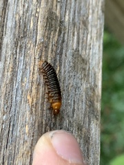Monocesta coryli