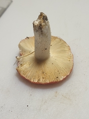 Russula pusilla