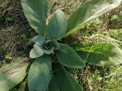 Verbascum thapsus
