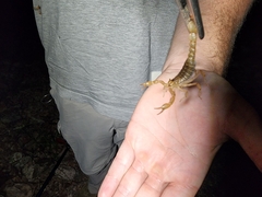 Paravaejovis spinigerus