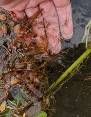 Potamogeton bicupulatus