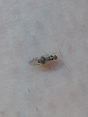 Teliapsocus conterminus