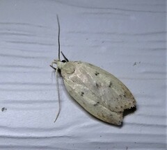 Machimia tentoriferella