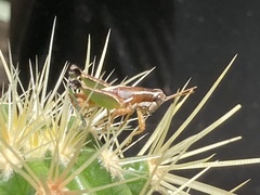 Phaedrotettix dumicola